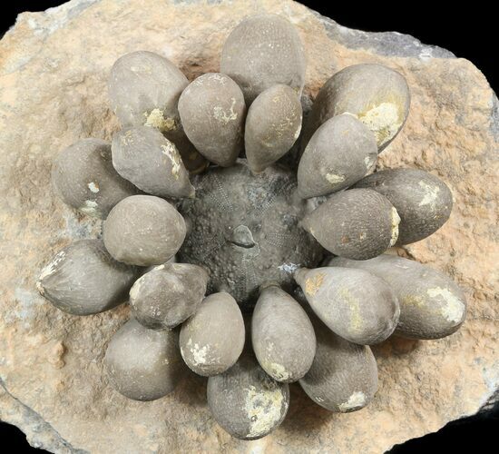 Fossil Club Urchin (Firmacidaris) - Jurassic #49811